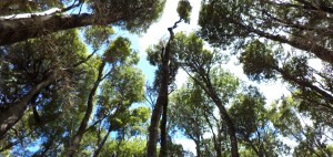 Arboles del Sur - Gvittek